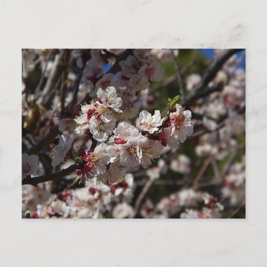 桜の花 ポストカード (正面)
