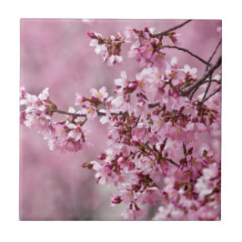 桜の花 淡いピンクの層 タイル
