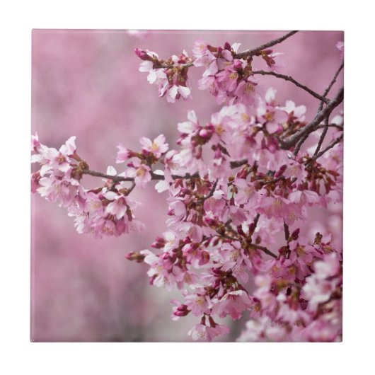 桜の花 淡いピンクの層 タイル (正面)