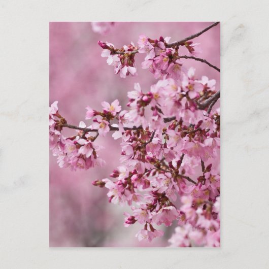 桜の花 淡いピンクの層 ポストカード (正面)