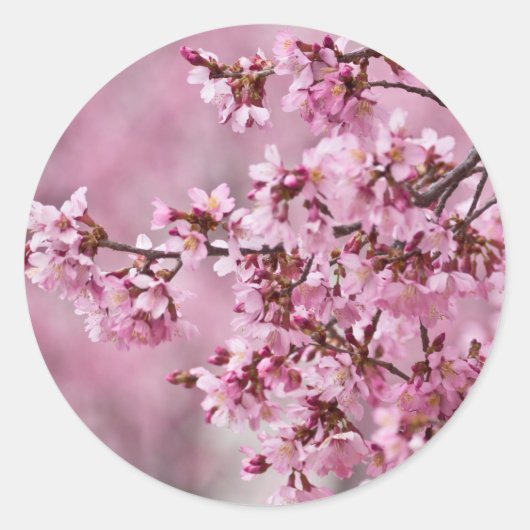 桜の花 淡いピンクの層 ラウンドシール (正面)