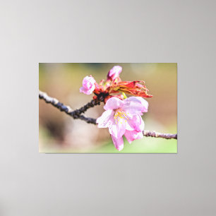 桜の芽と花、緑、ベージュの背景 キャンバスプリント