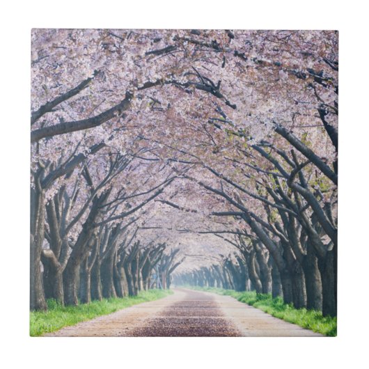 桜の車線 タイル (正面)