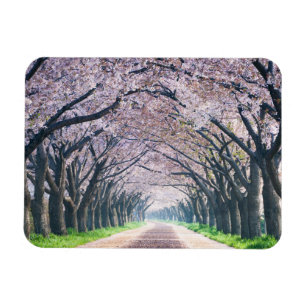 桜の車線 マグネット