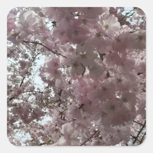 桜の開花 スクエアシール (正面)