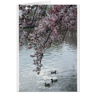 桜のWashington D.C.