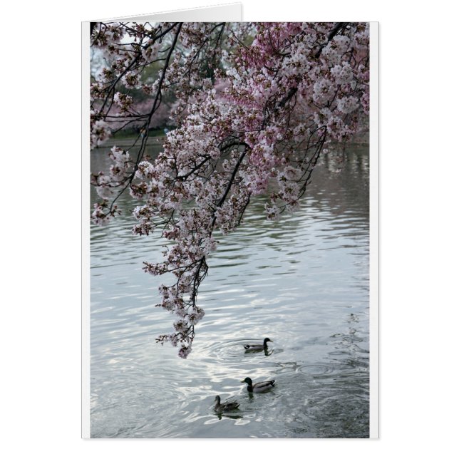 桜のWashington D.C. (正面)