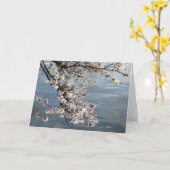 桜のWashington D.C. カード (黄色い花)