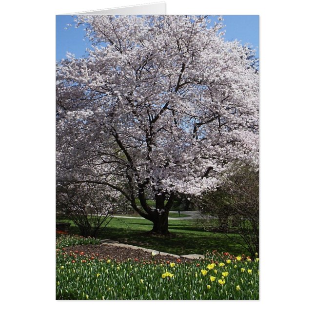 桜カード (正面)