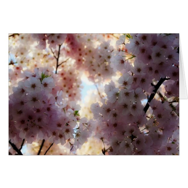 桜カード (正面横)