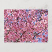 桜ピンクさくらんぼブロッサムスカイ ポストカード (正面)