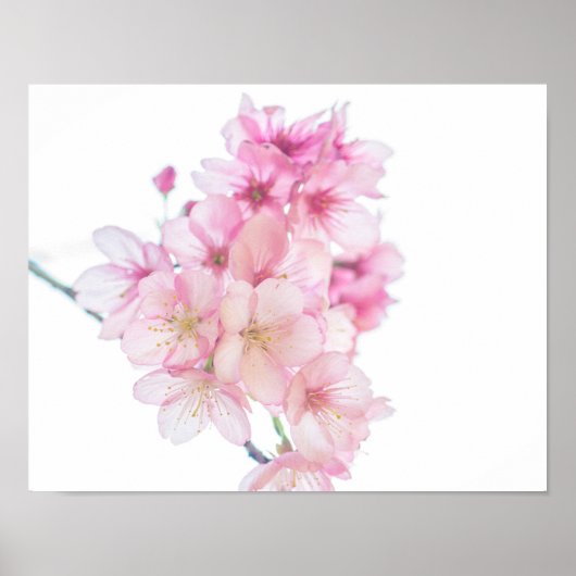 桜ピンクと白のさくらんぼの花フローラ ポスター (正面)