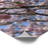 桜ブロッサムクローズアップ – 京都 ポスター (角)