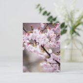 桜三十四 ポストカード (スタンド正面)