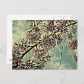 桜写真 ポストカード (正面/裏面)