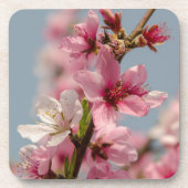 桜花桃色日本の花 コースター (正面)
