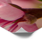 桜花桃色日本の花 ポスター (角)