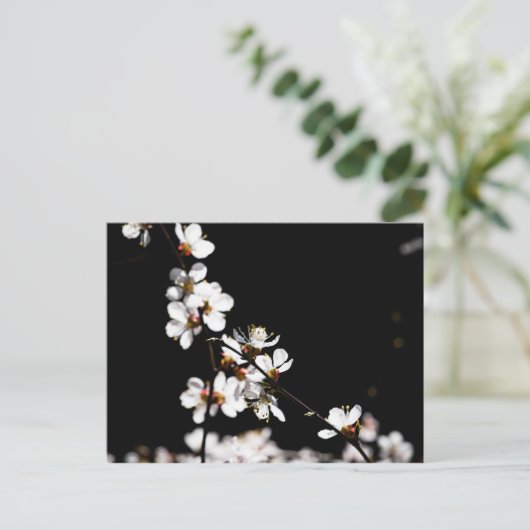 桜花 ポストカード (スタンド正面)