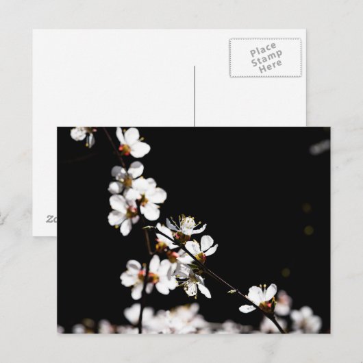 桜花 ポストカード (正面/裏面)
