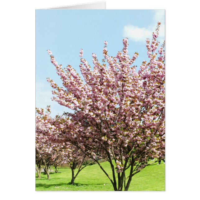 桜 (正面)