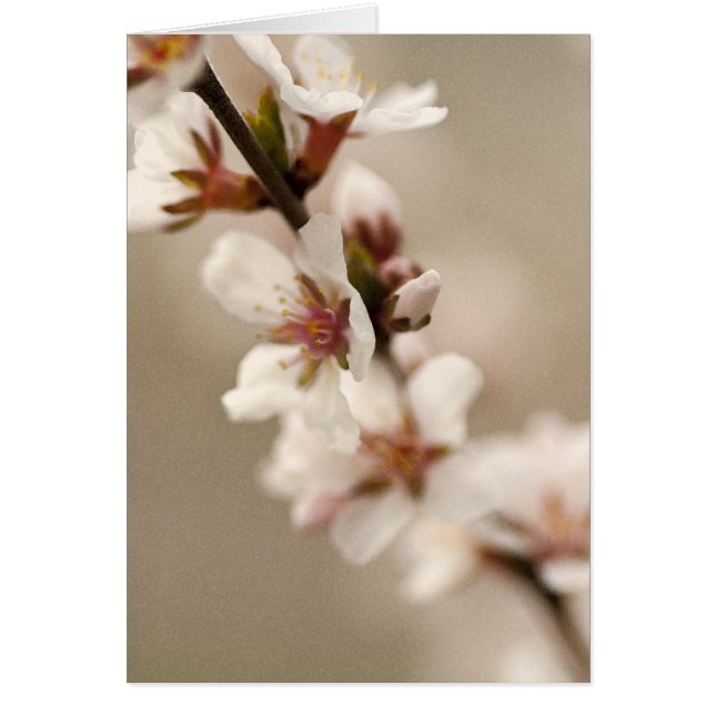 桜 (正面)