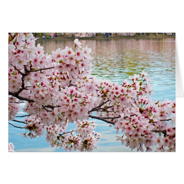 桜 (正面横)