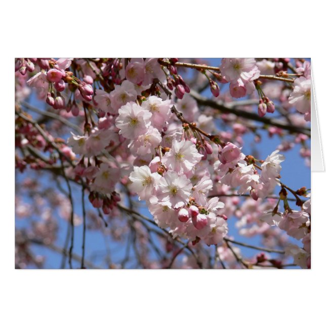 桜 (正面横)