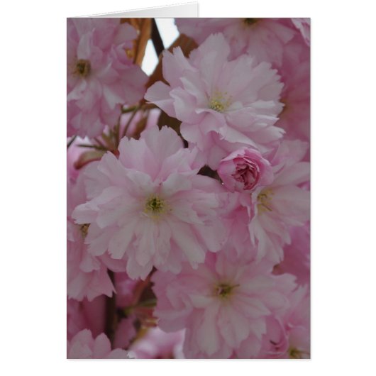 桜 (正面)