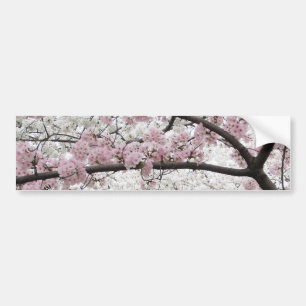桜10のバンパーステッカー バンパーステッカー