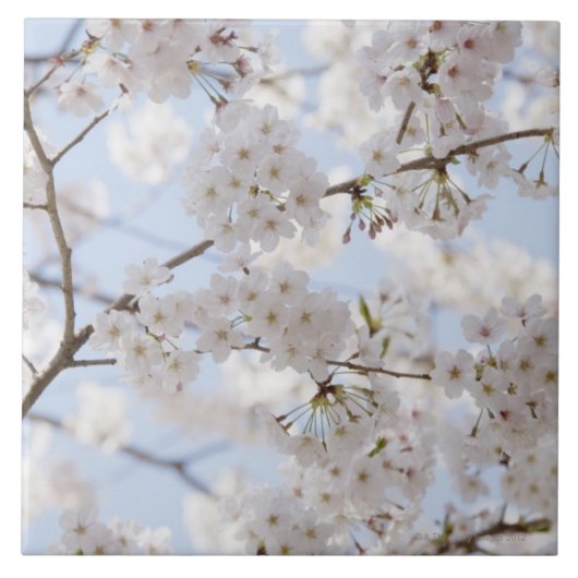 桜2 タイル (正面)