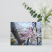 桜-さくらんぼの花々花序公園 ポストカード (スタンド正面)