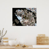 桜(さくらんぼの花) ポスター (キッチン)