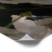 桜(さくらんぼの花) ポスター (角)