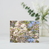 桜 さくら 満開 日本 京都 ポストカード (スタンド正面)