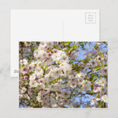 桜 さくら 満開 日本 京都 ポストカード (正面/裏面)