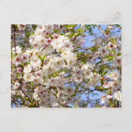 桜 さくら 満開 日本 京都 ポストカード