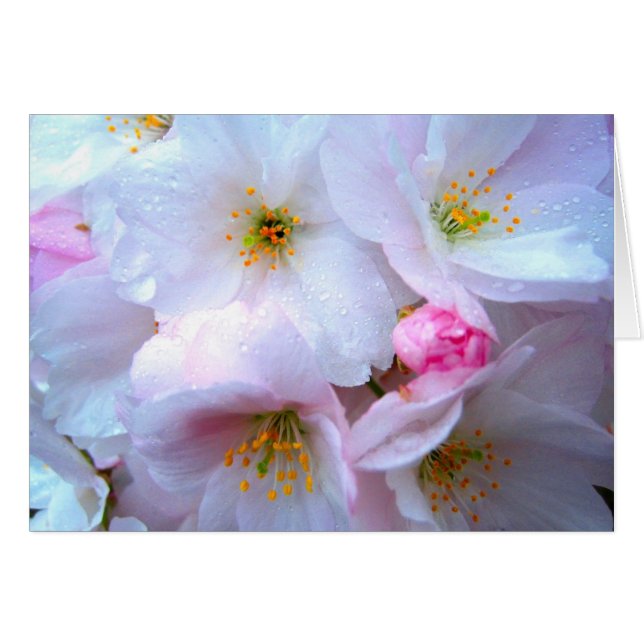 桜-カード (正面横)