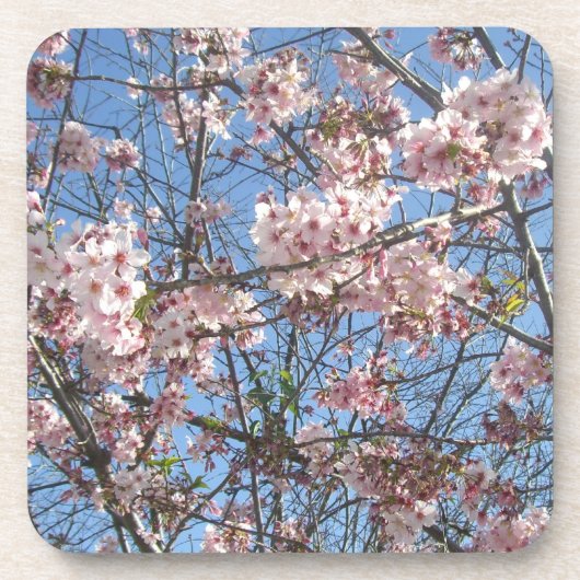 桜 コースター (正面)
