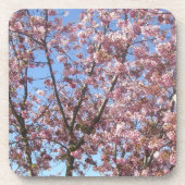 桜 コースター (正面)