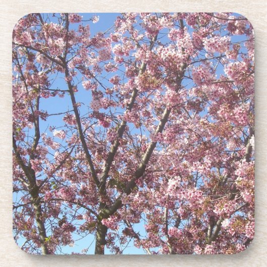桜 コースター (正面)