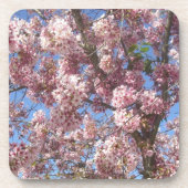 桜 コースター (正面)