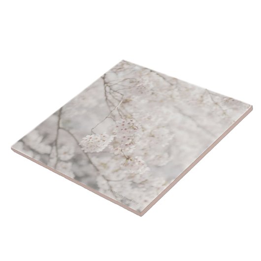 桜 タイル (側面)