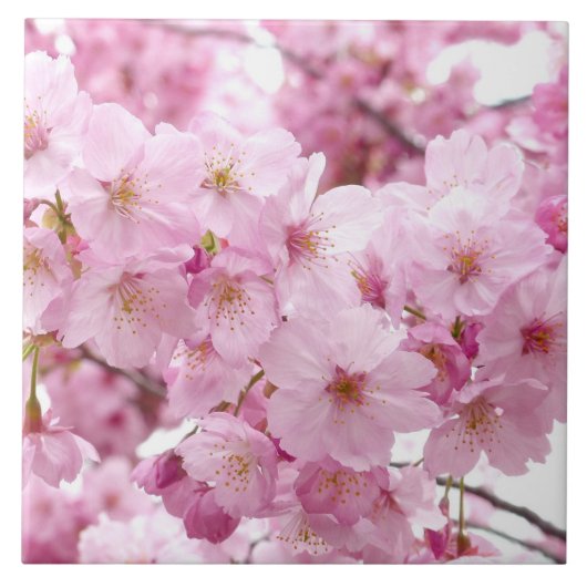 桜 タイル (正面)