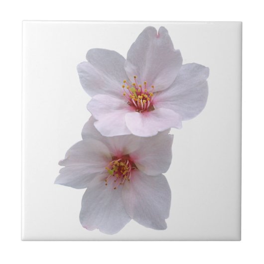 桜 タイル (正面)