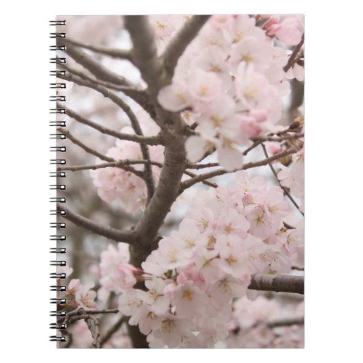 桜 ノートブック (正面)