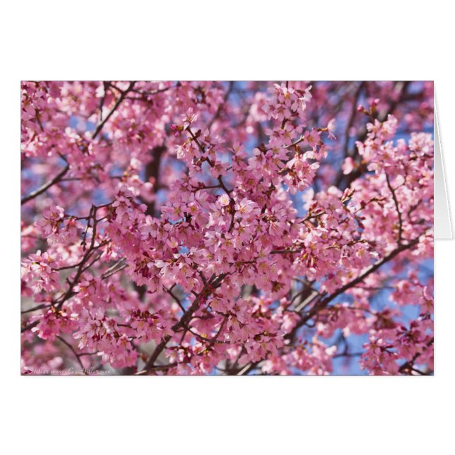 桜 ピンク 桜 空 (正面横)