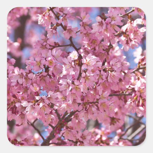 桜 ピンク 桜 空 スクエアシール (正面)