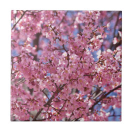 桜 ピンク 桜 空 タイル
