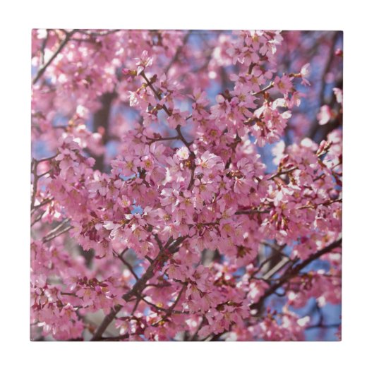 桜 ピンク 桜 空 タイル (正面)