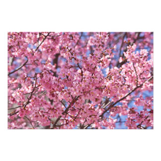 桜 ピンク 桜 空 フォトプリント
